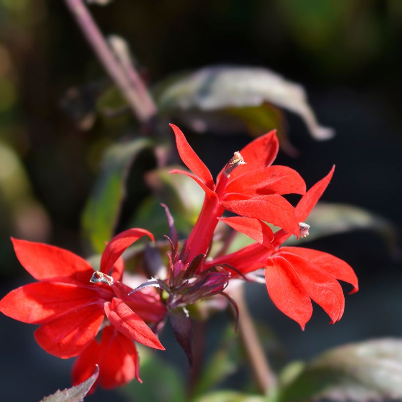 Lobelia speciosa Starship Scarlet (Floración)