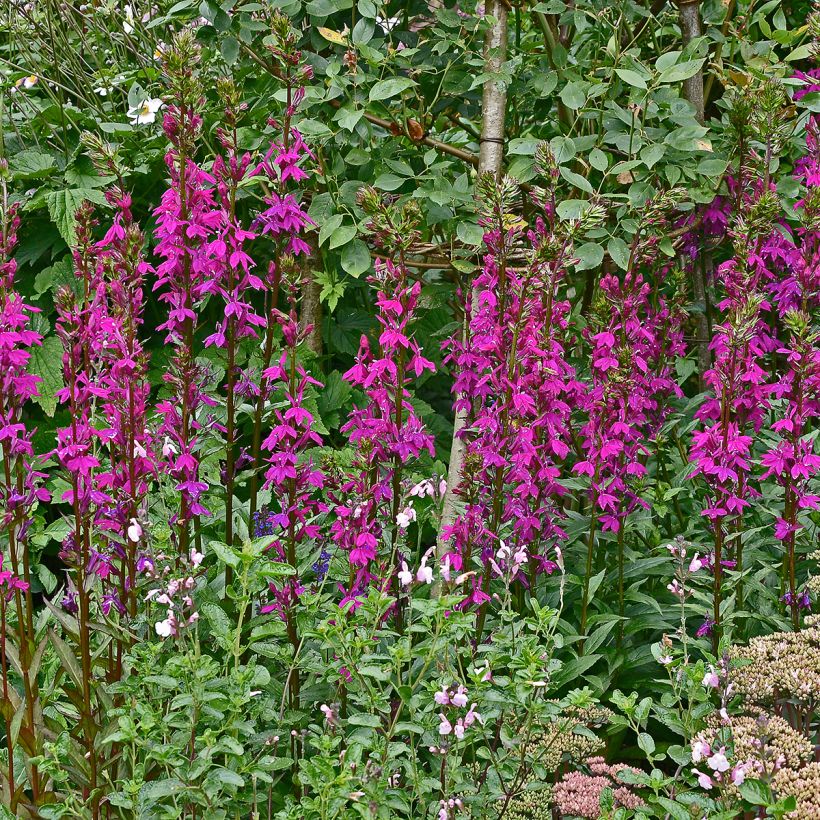 Lobelia speciosa Tania (Porte)