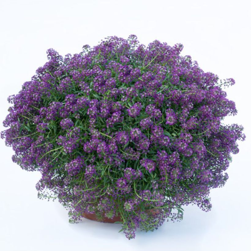 Aliso marítimo Princess in Purple - Lobularia maritima (Floración)