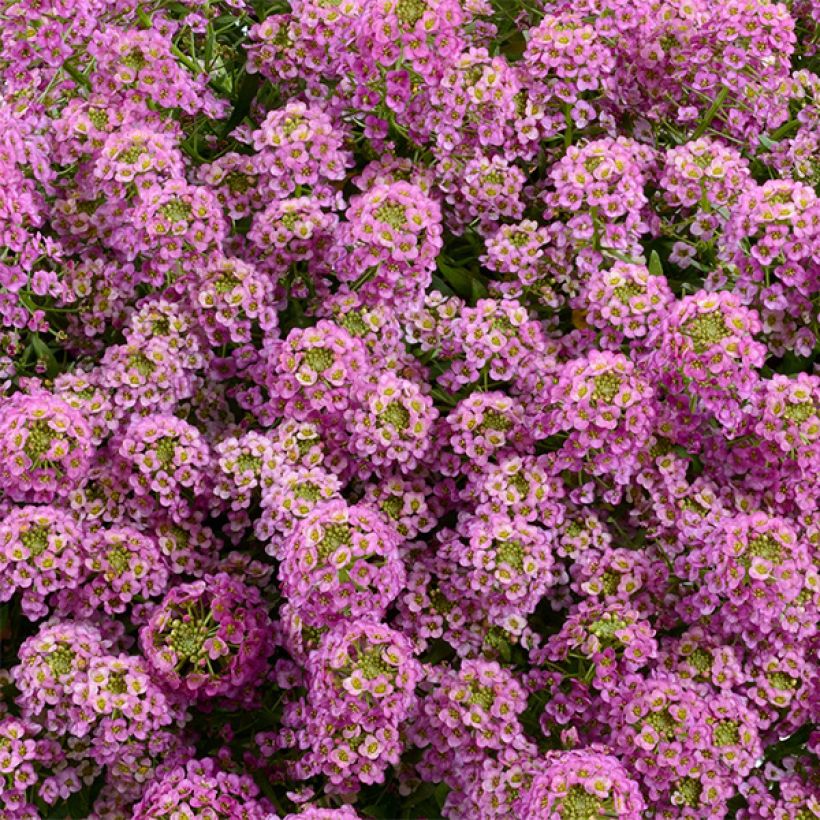 Aliso marítimo Raspberry Stream - Lobularia maritima (Floración)