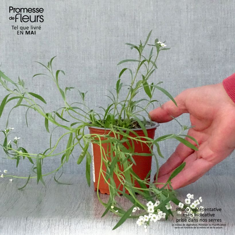 Lobularia Snow Princess - Alysse odorant - pot de 10/11cm Ejemplar entregado en la primavera