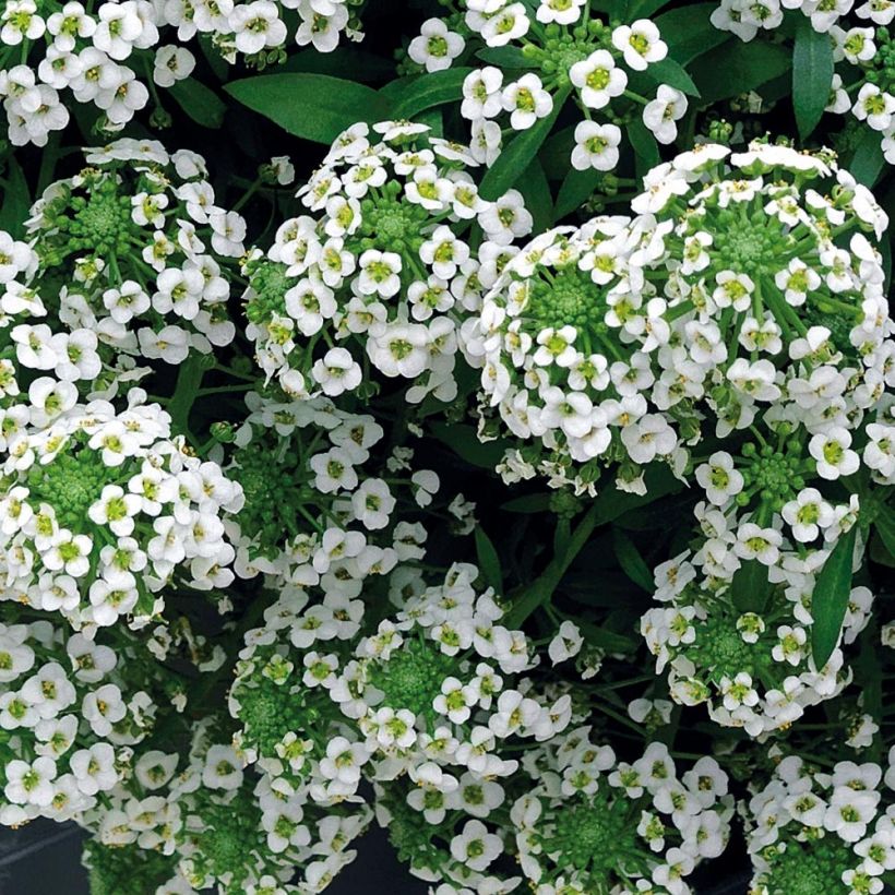 Aliso marítimo Snow Crystals - Lobularia maritima (Floración)