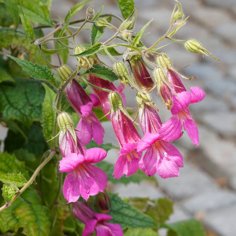 Lophospermum scandens Rosea (Floración)