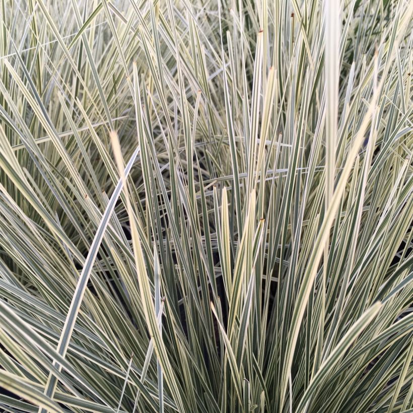 Lomandra longifolia White Sands - Esparraguera de cabeza espinosa (Follaje)