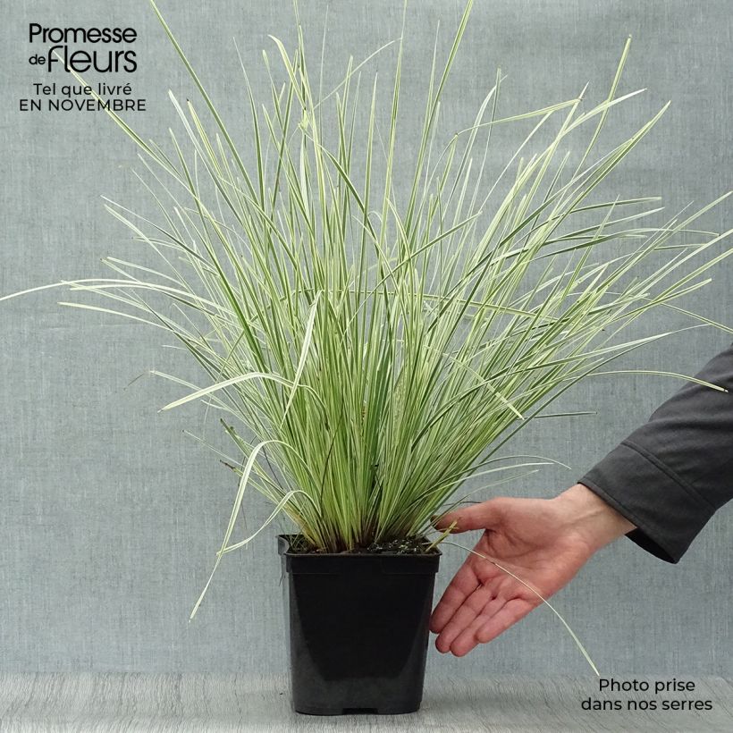 Ejemplar de Lomandra White Sands Pot de 2L/3L entregado en otoño