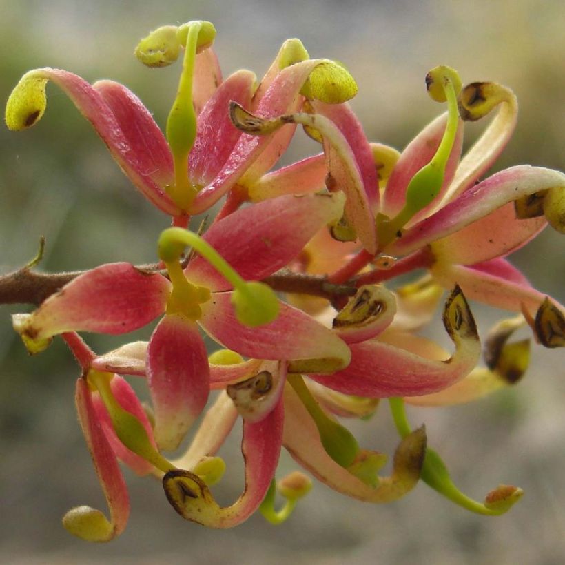 Lomatia ferruginea (Floración)