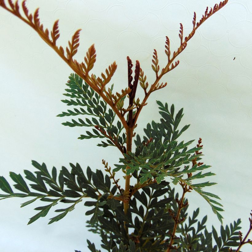 Lomatia ferruginea (Follaje)