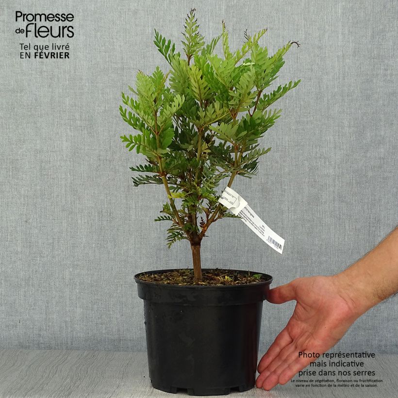 Ejemplar de Lomatia ferruginea - Lomatie ferrugineuse Pot de 3L/4L entregado en otoño