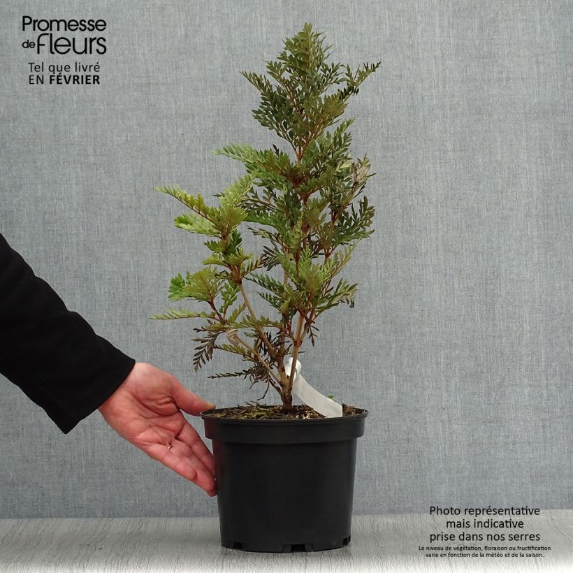 Lomatia ferruginea - Lomatie ferrugineuse Pot de 3L/4L Ejemplar entregado en invierno