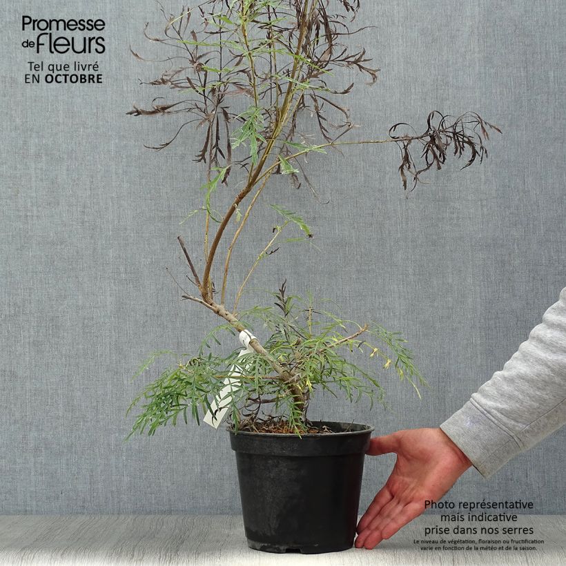 Ejemplar de Lomatia silaifolia - Buisson frisé ou fougère persil Pot de 3L/4L entregado en otoño