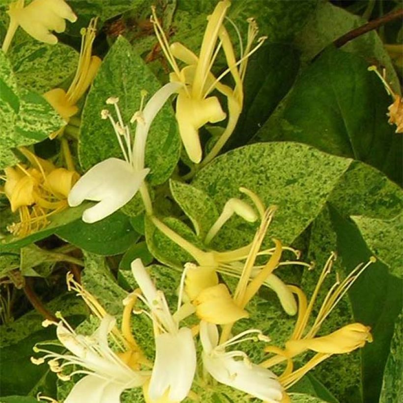 Madreselva de jardín - Lonicera japonica Mint Crisp (Floración)