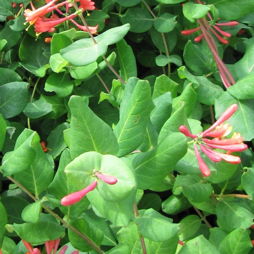 Lonicera brownii - Madreselva (Follaje)