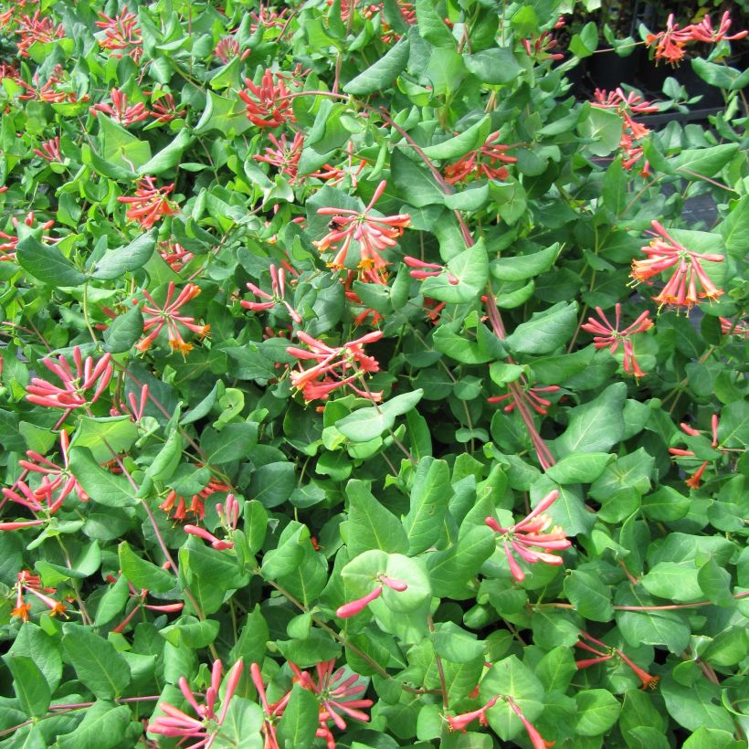 Lonicera brownii - Madreselva (Floración)