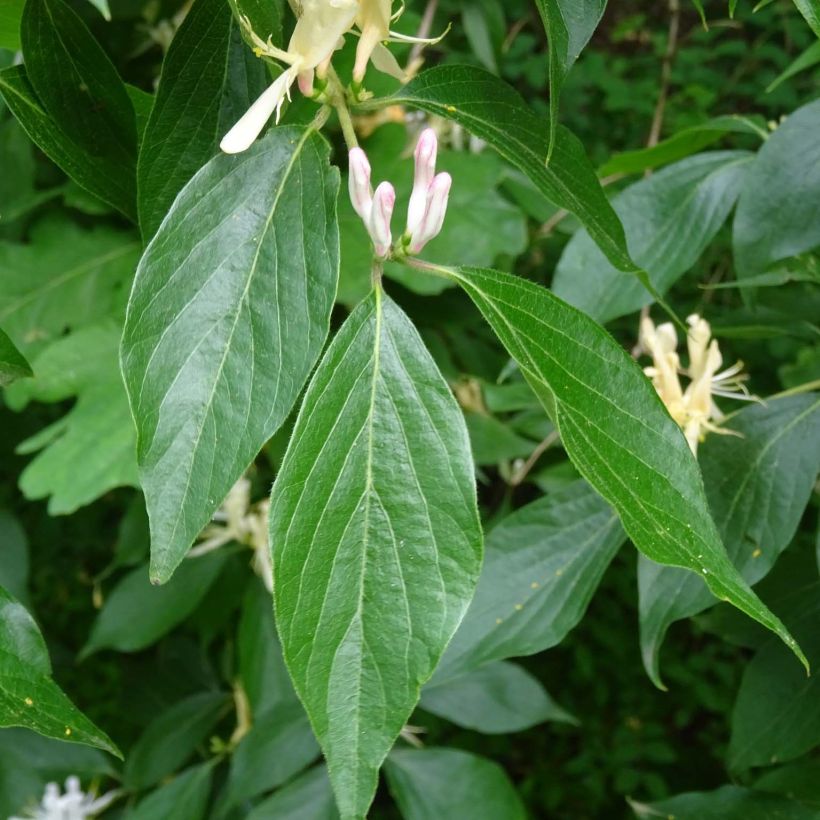 Lonicera caprifolium - Madreselva (Follaje)