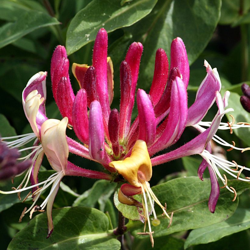 Lonicera caprifolium - Madreselva (Floración)