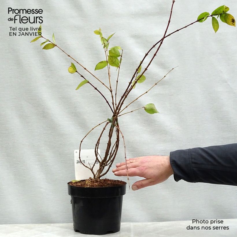 Lonicera fragrantissima 40/50cm en pot de 2L  - Chèvrefeuille d'hiver  Ejemplar entregado en invierno