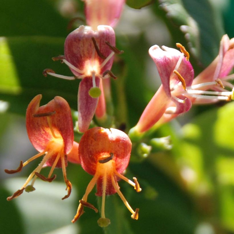 Lonicera henryi - Madreselva (Floración)