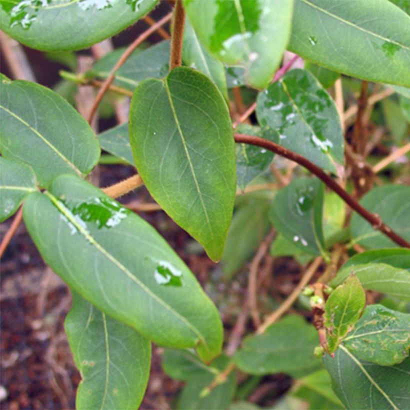 Lonicera henryi - Madreselva (Follaje)