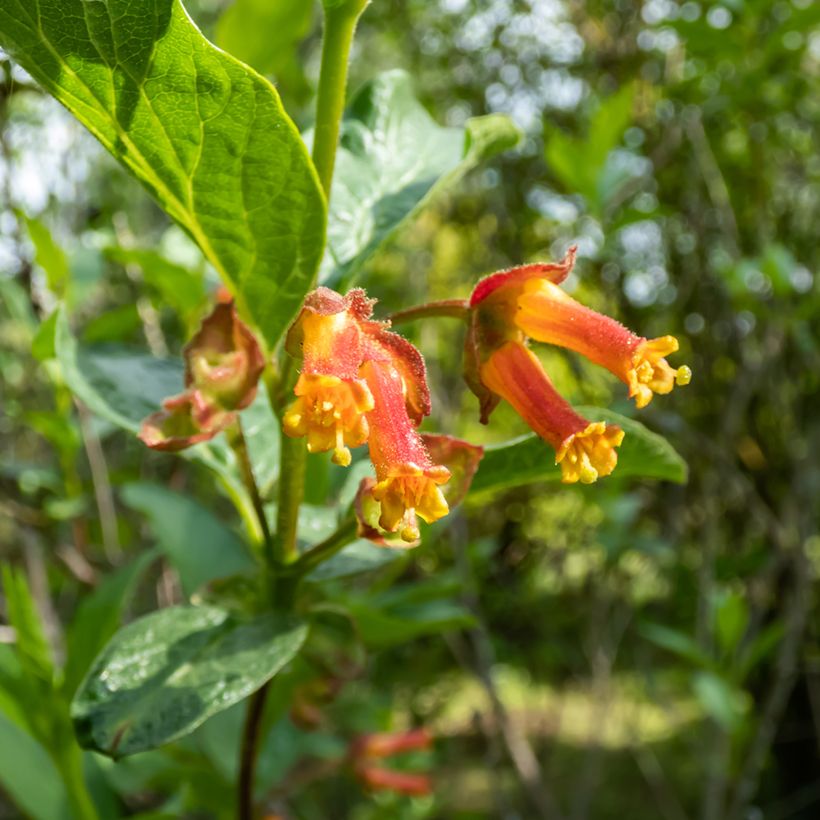 Lonicera involucrata var. ledebourii - Madreselva (Floración)