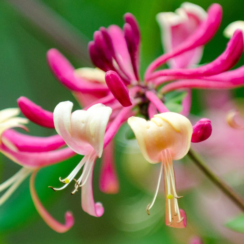 Madreselva de jardín - Lonicera japonica Dart's World (Floración)