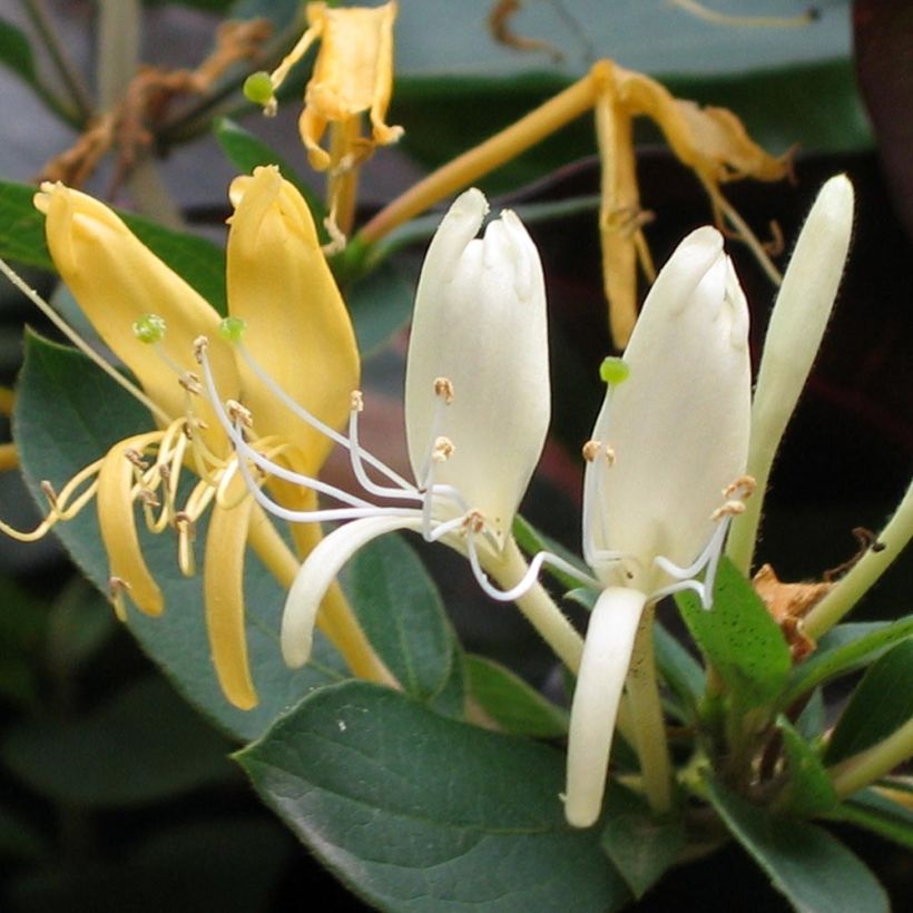 Madreselva de jardín - Lonicera japonica Sweet Isabel (Floración)