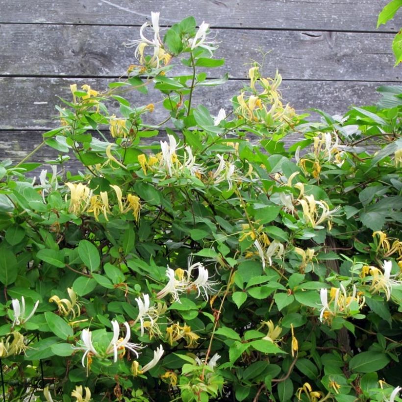 Madreselva de jardín - Lonicera japonica Sweet Isabel (Porte)