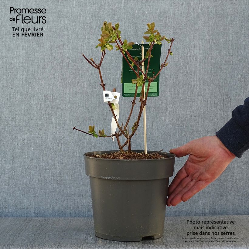 Lonicera kamtschatica Kalinka - Baie de mai Pot de 4L/5L Ejemplar entregado en invierno