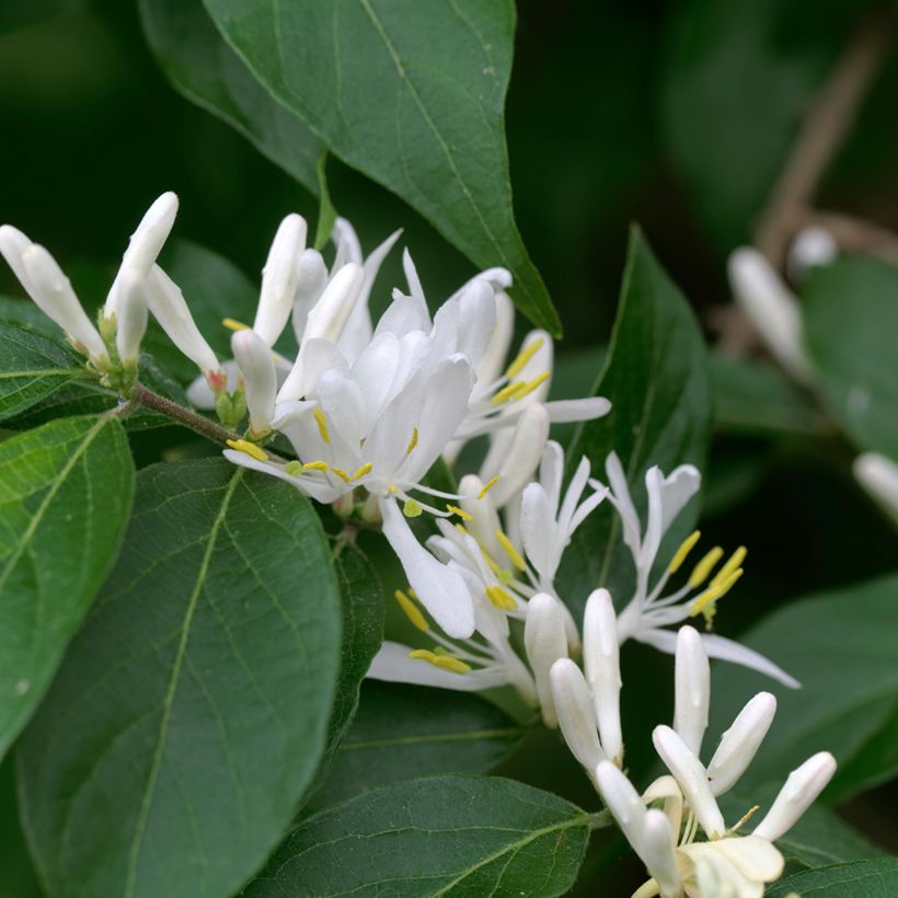 Lonicera maackii - Madreselva de Amur (Floración)