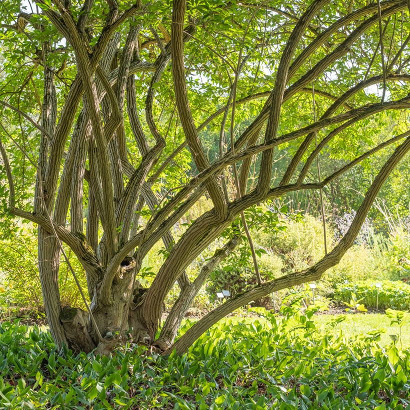 Lonicera maackii - Madreselva de Amur (Porte)