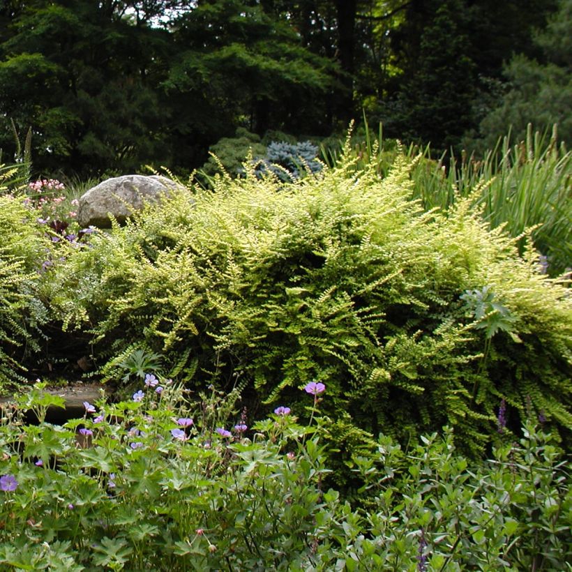 Madreselva de hoja - Lonicera nitida (Porte)