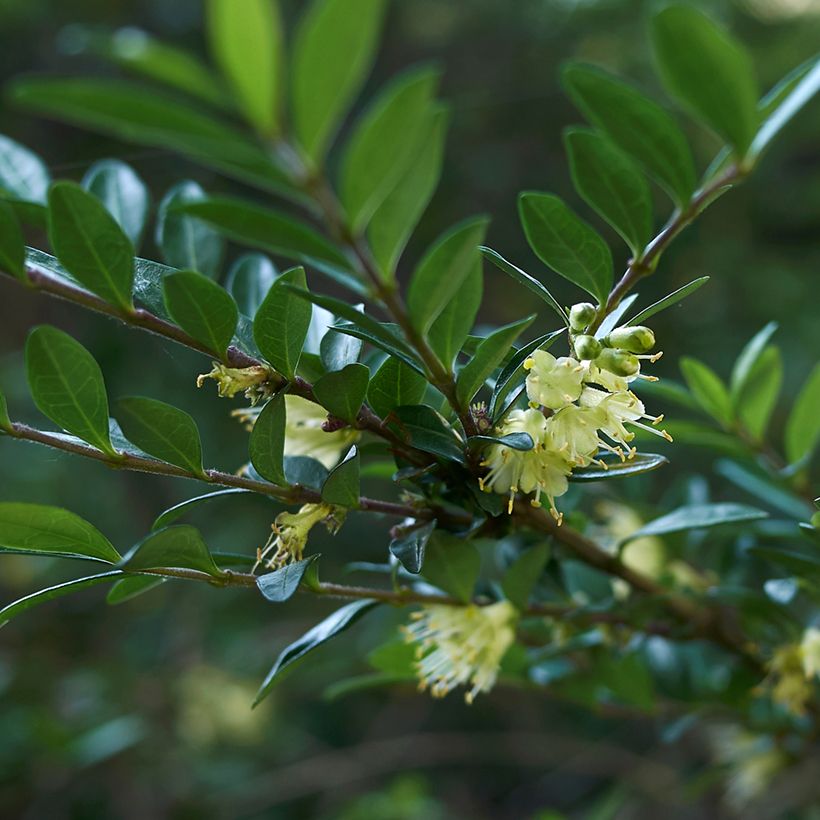 Madreselva de hoja - Lonicera nitida (Floración)