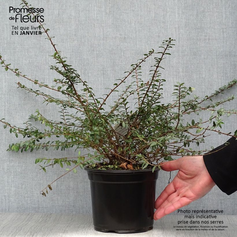 Lonicera nitida Hohenheimer Findling en pot de 1L/1.5L Ejemplar entregado en invierno