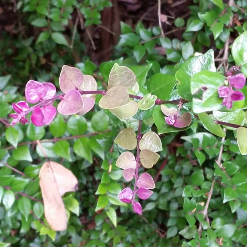 Madreselva de hoja - Lonicera nitida Red Tips (Floración)