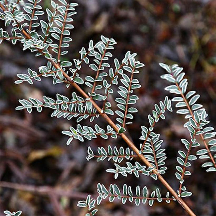 Madreselva de hoja - Lonicera nitida Silver Beauty (Follaje)