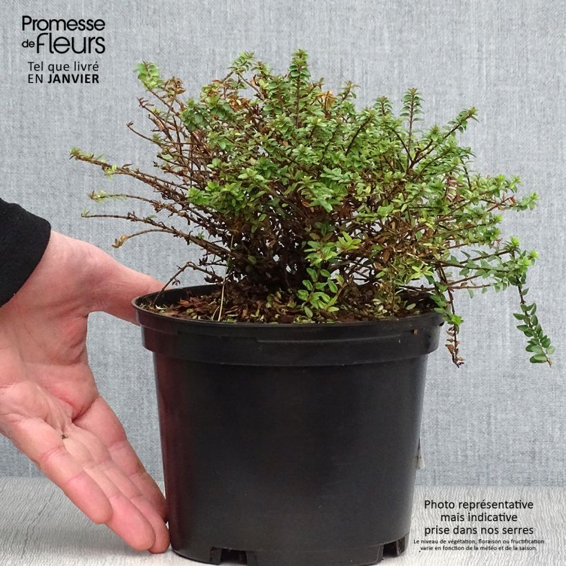 Lonicera nitida Tidy Tips - Chèvrefeuille à feuilles de Buis Pot de 2L/3L Ejemplar entregado en invierno