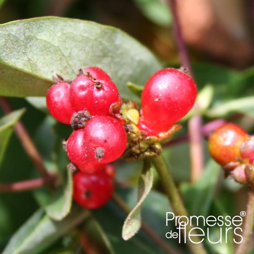 Madreselva de los bosques - Lonicera periclymenum Belgica Select (Cosecha)