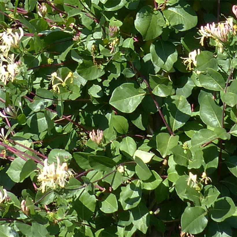 Madreselva de los bosques - Lonicera periclymenum Graham thomas (Follaje)