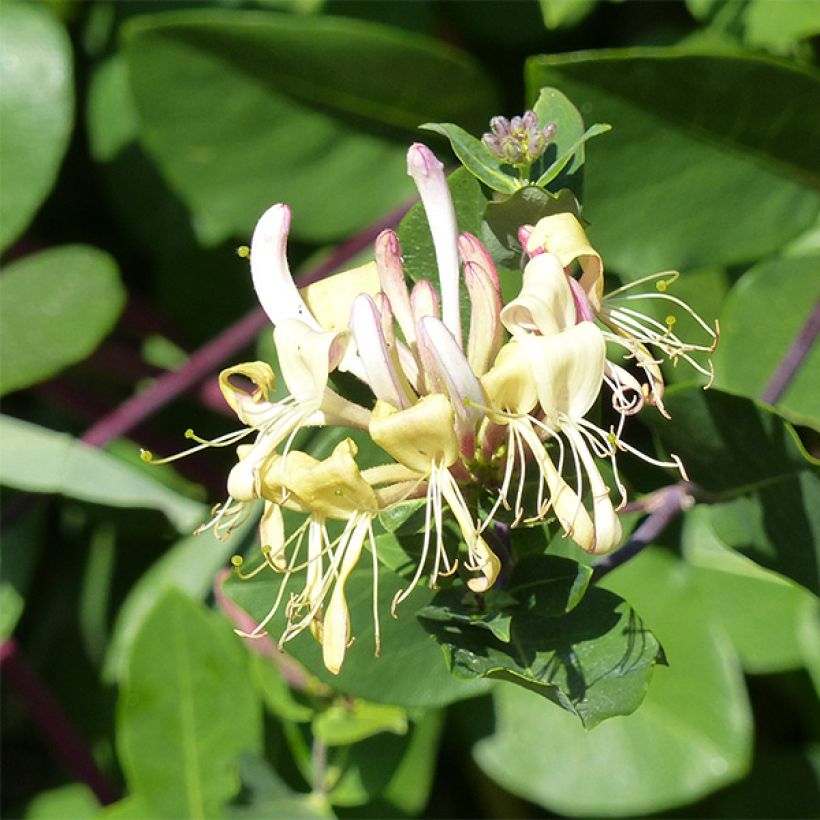 Madreselva de los bosques - Lonicera periclymenum Graham thomas (Floración)