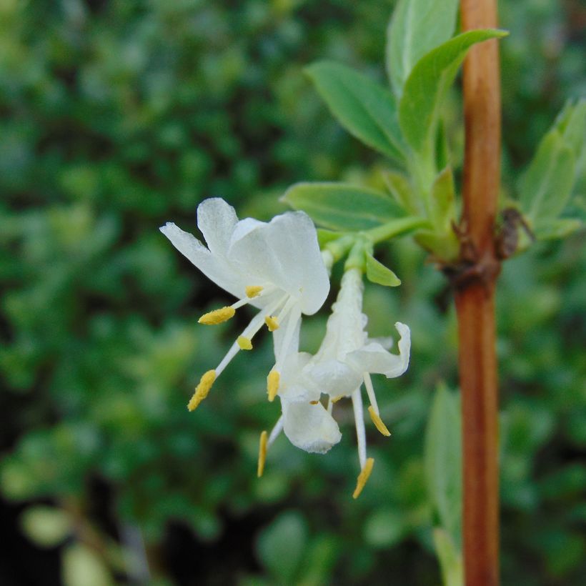 Lonicera purpusii Winter Beauty - Madreselva (Floración)