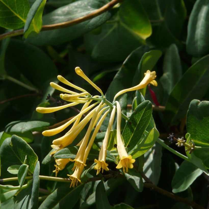 Lonicera sempervirens John Clayton - Madreselva (Floración)