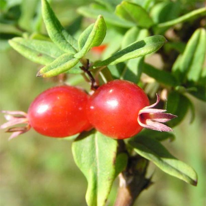 Lonicera syringantha - Madreselva Lilas (Cosecha)