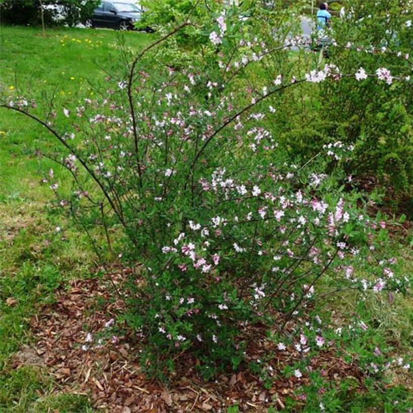 Lonicera syringantha - Madreselva Lilas (Porte)