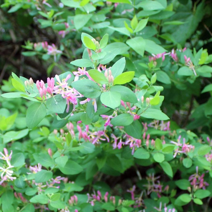 Lonicera tatarica - Madreselva tatarian (Follaje)