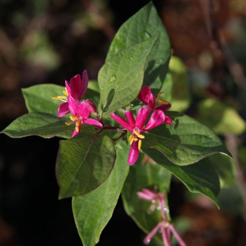 Lonicera tatarica Arnold Red - Madreselva tatarian (Floración)