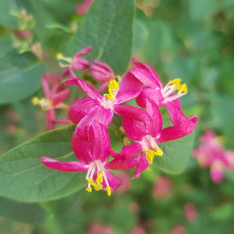 Lonicera tatarica Arnold Red - Madreselva tatarian (Floración)