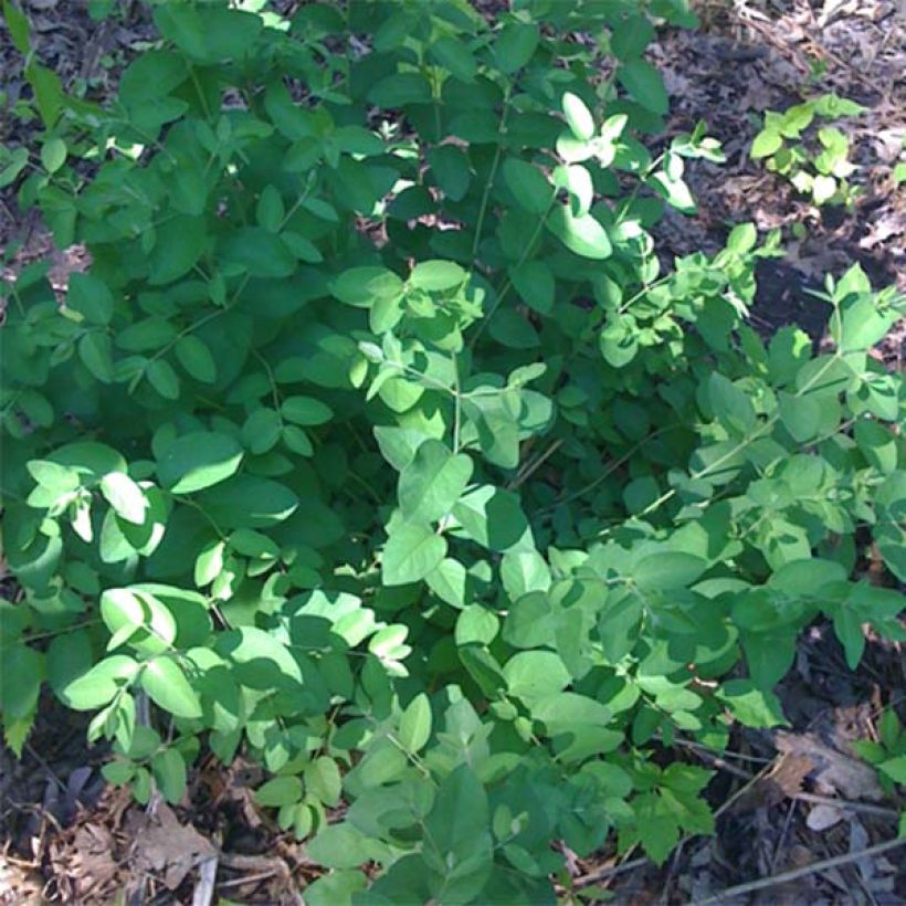 Lonicera tatarica Hack's Red - Madreselva tatarian (Follaje)