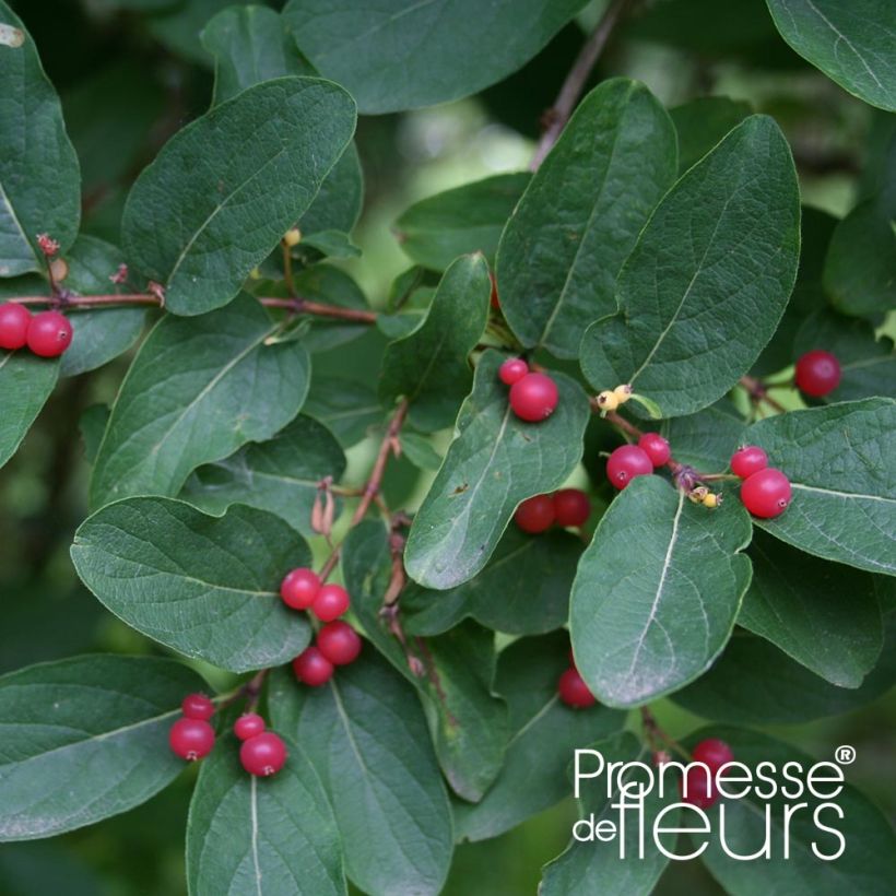 Lonicera tatarica Rosea - Madreselva tatarian (Follaje)