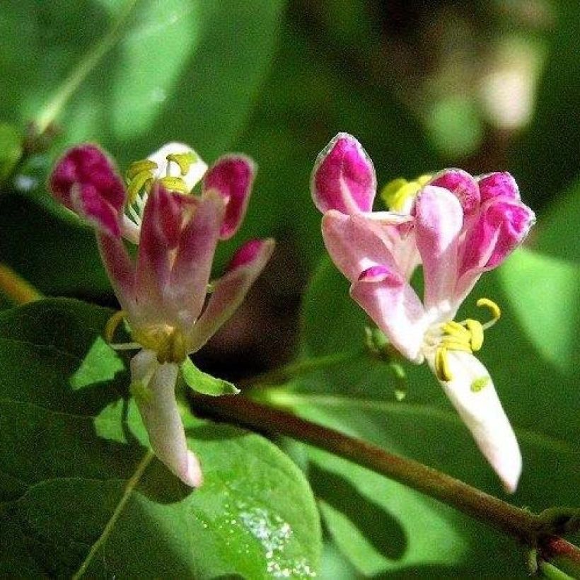 Lonicera tatarica Rosea - Madreselva tatarian (Floración)