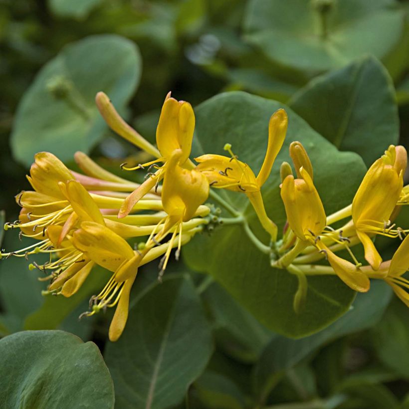 Lonicera tellmaniana - Madreselva trepadora (Floración)