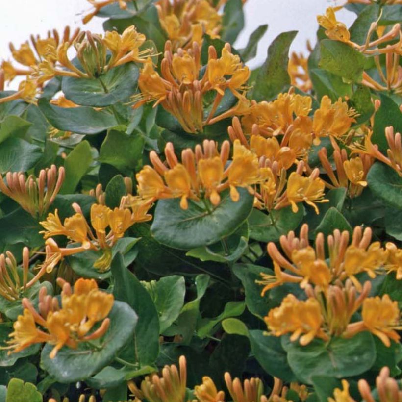 Lonicera tellmaniana - Madreselva trepadora (Porte)